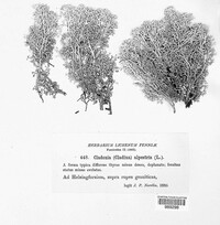 Cladonia stellaris image